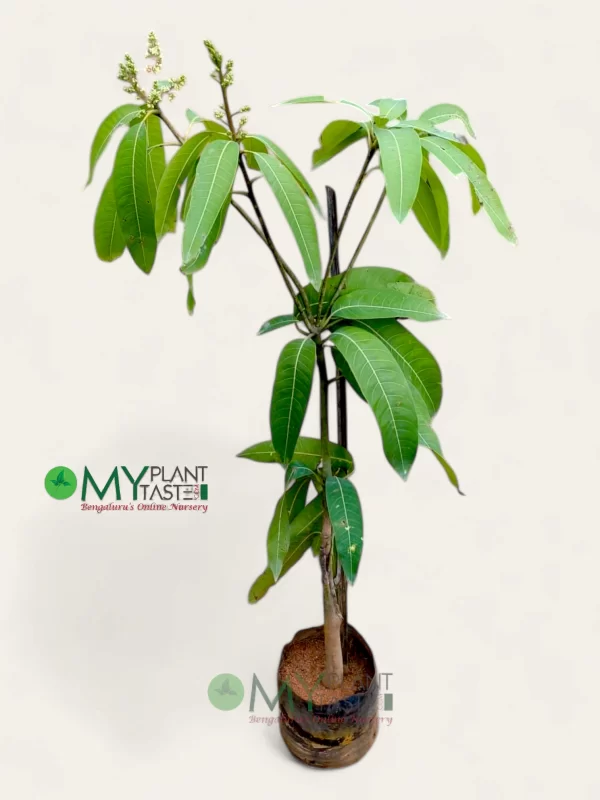 Mango Totapuri Plant Bangalore Delivery