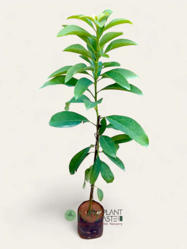Avocado (Butter Fruit) Plant – Bangalore Delivery