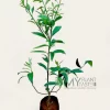 Buy Sweet Lemon (Mosambi) Plant Sapling Online | Bangalore Delivery