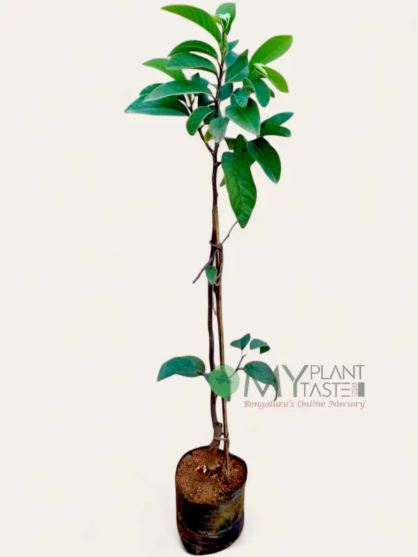 Seethaphala NMK Gold Plant – Bangalore Delivery