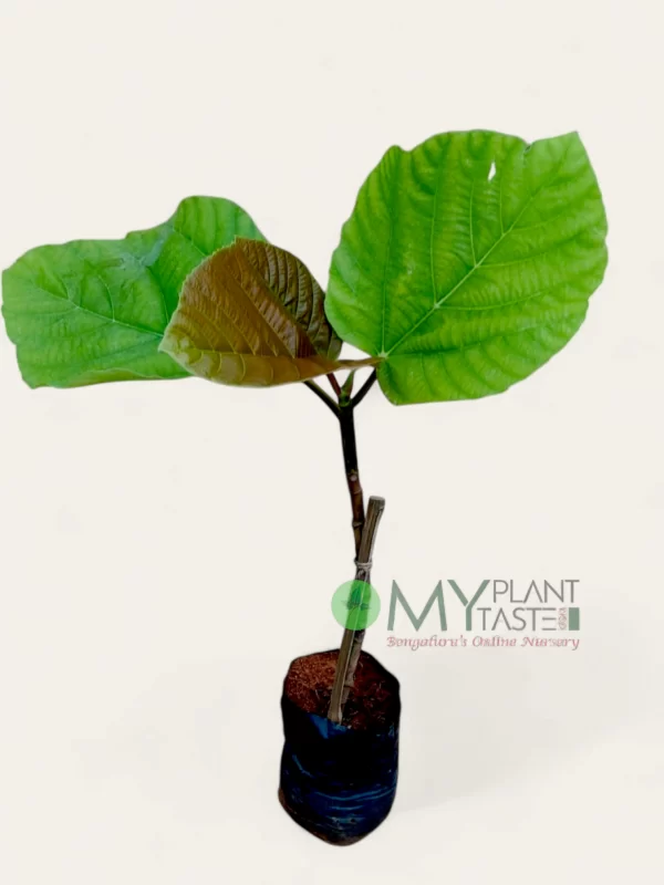 Fig (Anjir) Fruit Plant – Bangalore Delivery