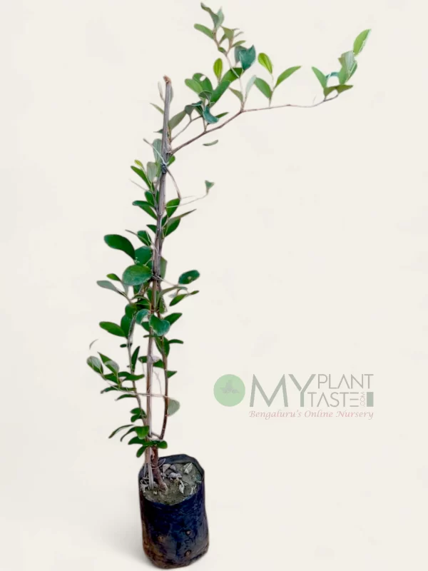Bear Apple / Indian Plum Plant – Bangalore Delivery