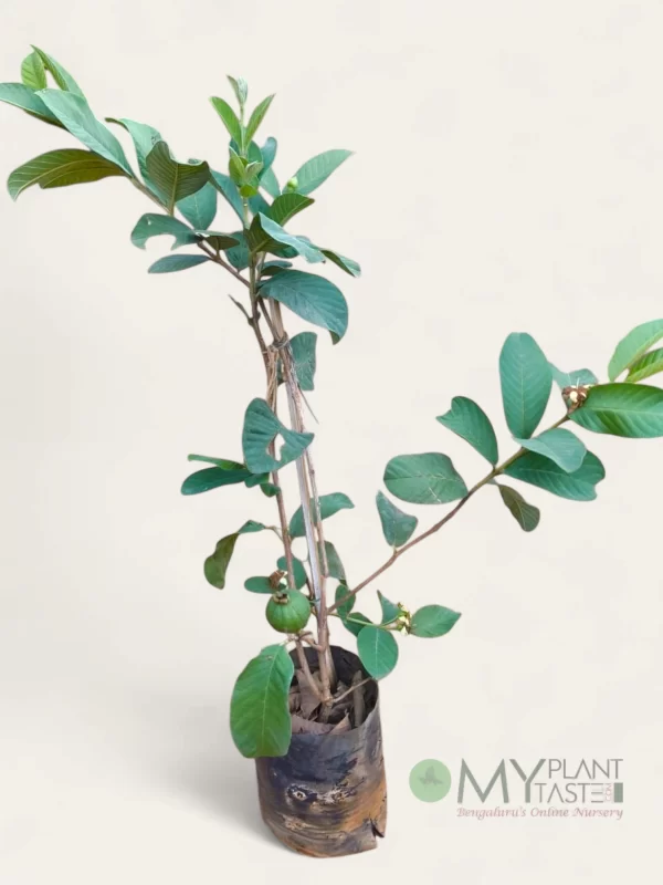 Taiwan Pink Guava Plant Bangalore Delivery