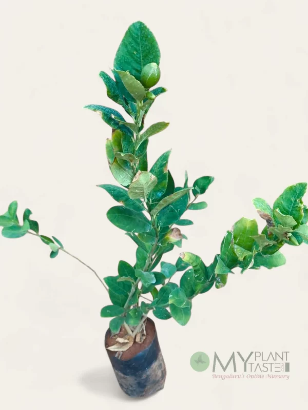 Seedless Lemon Plant – Bangalore Delivery Available