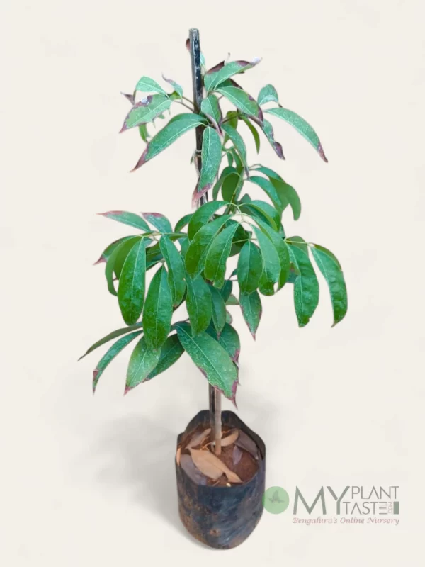 Buy Litchi (Lychee) Plant Sapling Online | Fresh Delivery in Bangalore