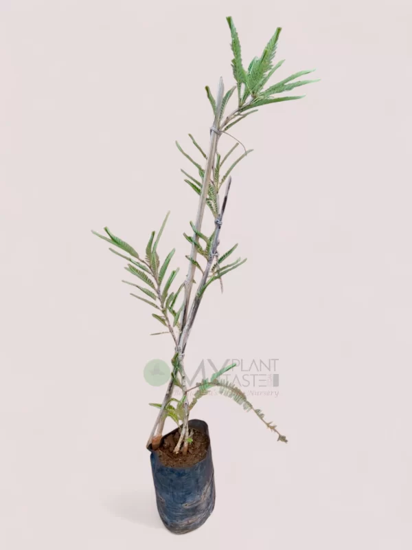 Amla Big Grafted Plant – Bangalore Delivery Available