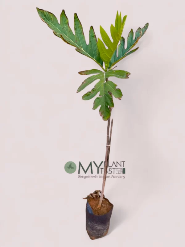Breadfruit Plant – Bangalore Delivery Available