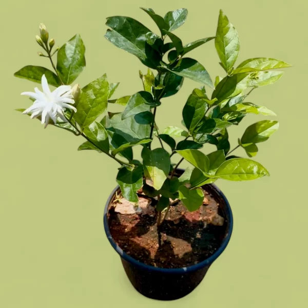 Mysore Mallige-Bangalore delivery