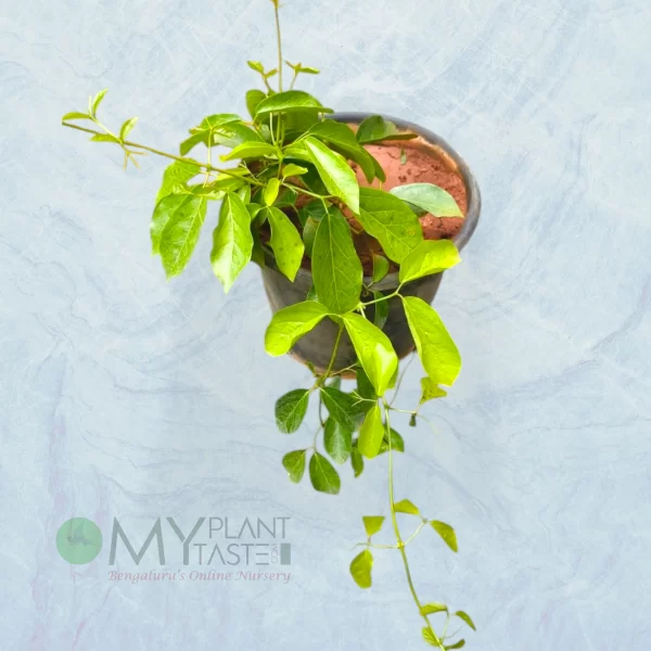 Cat’s Claw Creeper Plant – Bangalore Delivery