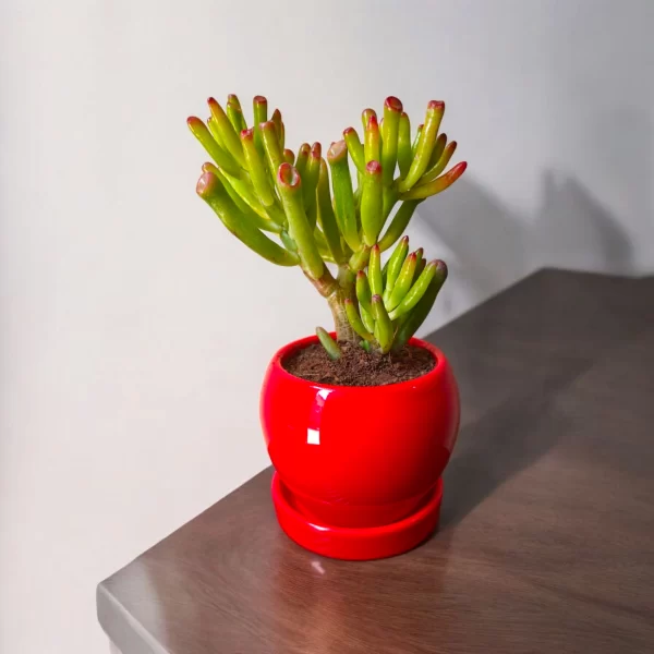Needle Jade in Red Ceramic Pot