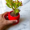 Needle Jade in Red Ceramic Pot