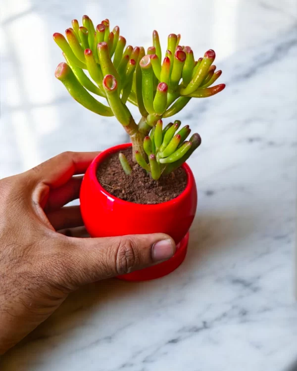 Needle Jade in Red Ceramic Pot