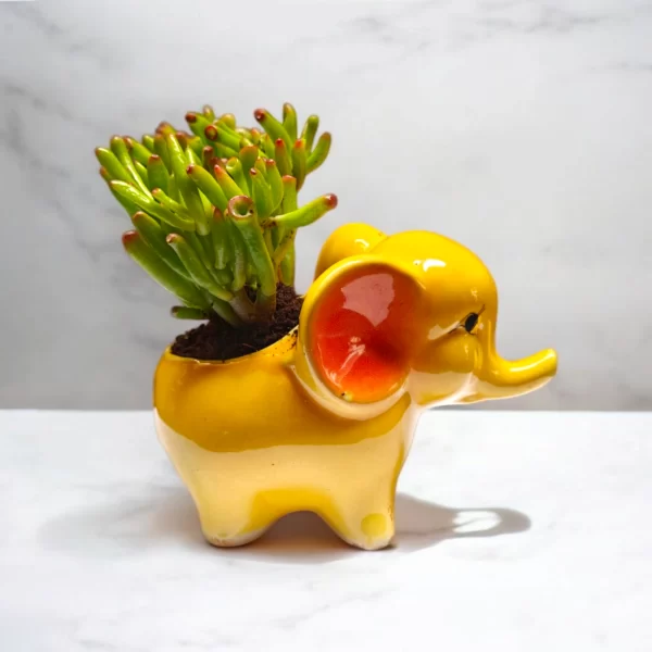 Succulent in Yellow Elephant Pot