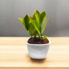 ZZ Plant in 3" White Ceramic Pot – Indoor Plant Bangalore