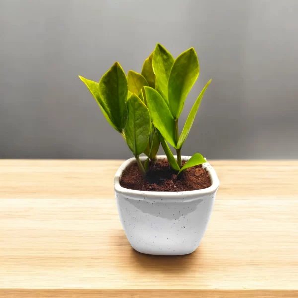 ZZ Plant in 3" White Ceramic Pot – Indoor Plant Bangalore