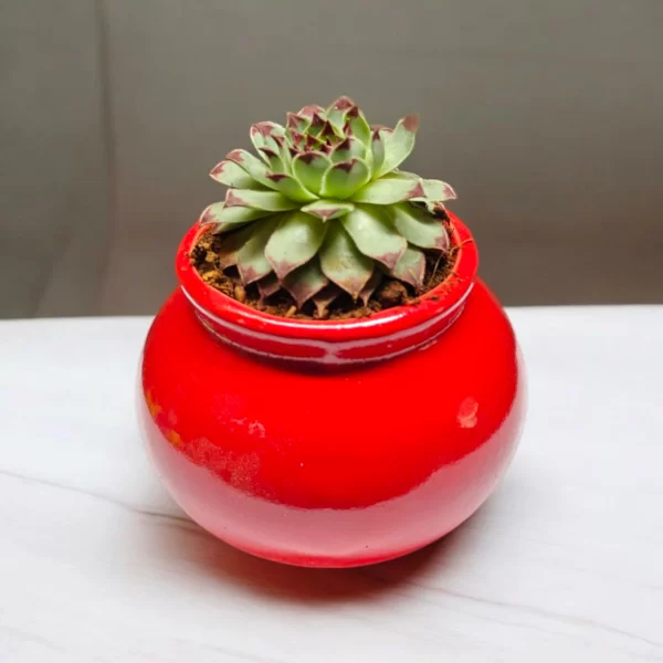 Sempervivium Tectorum (Lakshmi Kamal) in Ceramic Matki Pot