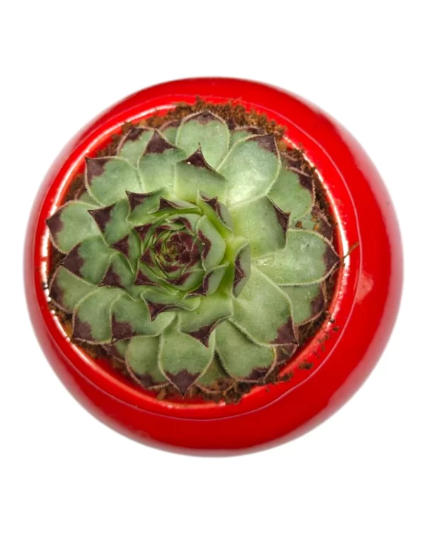 Sempervivium Tectorum (Houseleek / Lakshmi Kamal) in 3-Inch Ceramic Matki Red Pot – Bangalore Delivery Only - Image 2