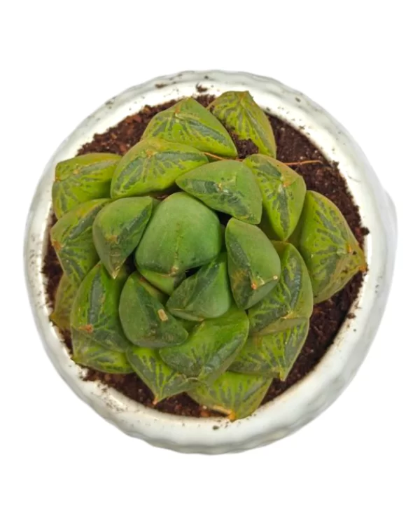 Haworthia Cymbiformis in 3-Inch Buddha Ceramic Pot