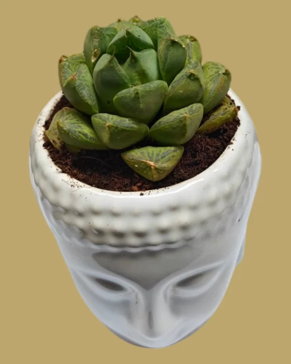 Haworthia Cymbiformis in 3-Inch Buddha Ceramic Pot