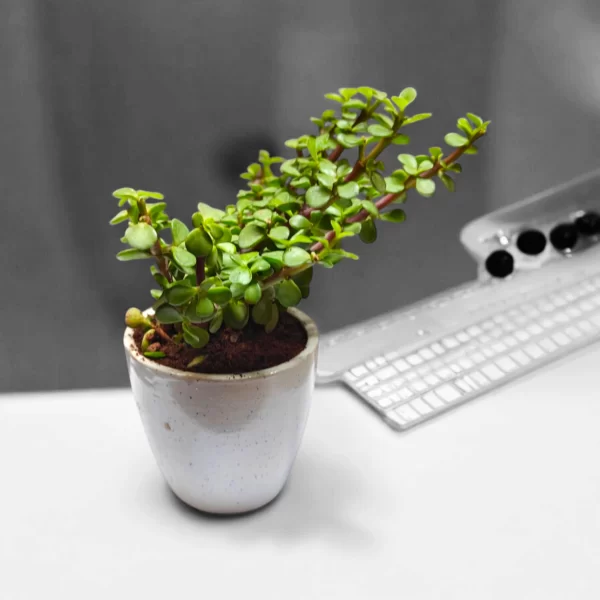 Bushy Jade Plant in 3-Inch Ceramic Pot