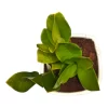 ZZ Plant in 3" White Ceramic Pot