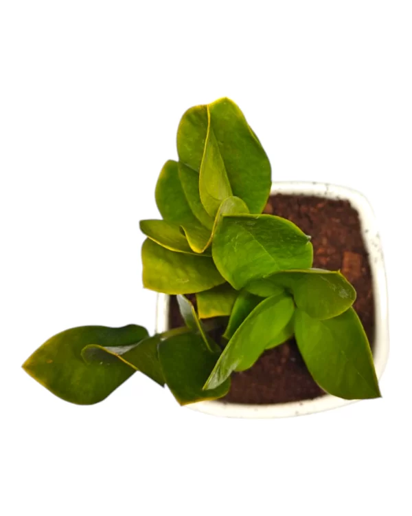 ZZ Plant in 3" White Ceramic Pot