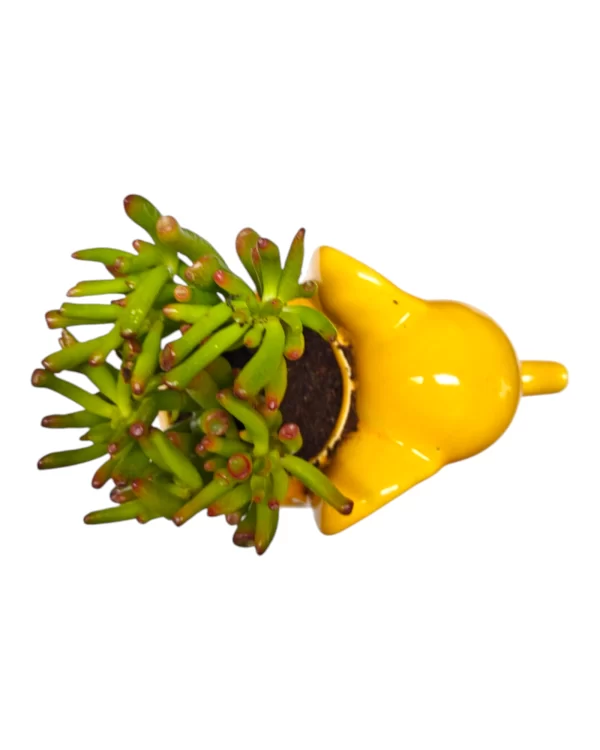 Needle Jade in Yellow Elephant Ceramic Pot – Bangalore Delivery Only - Image 3