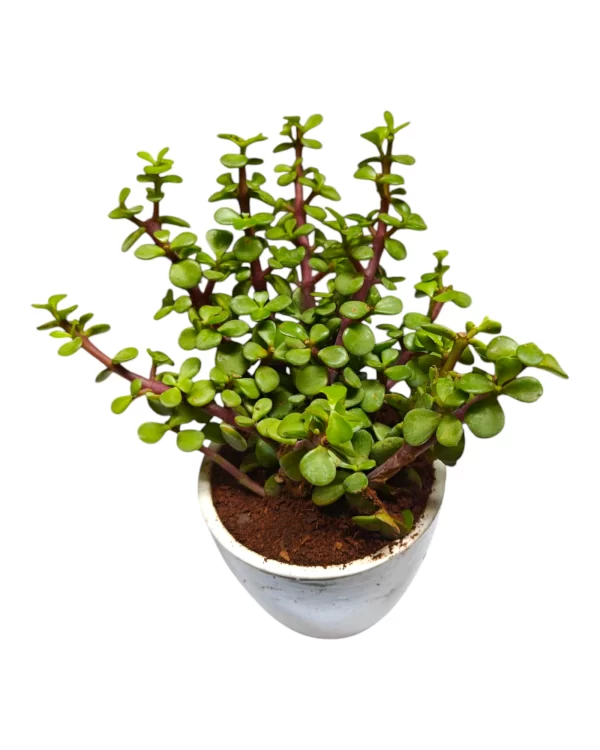 Bushy Jade Plant in 3-Inch Ceramic Pot