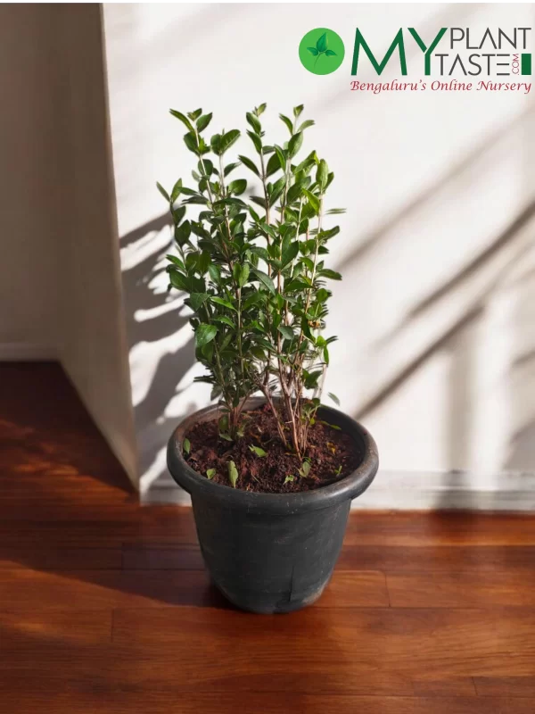 Mehandi plant in 8 Inch pot