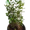 Mehandi plant in 8 Inch pot - Image 2
