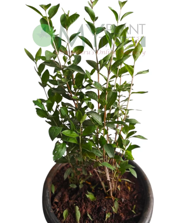 Mehandi plant in 8 Inch pot - Image 2