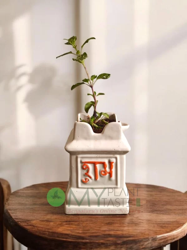 Lakshmi Tulsi in Traditional Temple Style Maadam ceramic pot-Bangalore Delivery