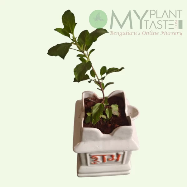 Lakshmi Tulsi in Traditional Temple Style Maadam ceramic pot-Bangalore Delivery - Image 2