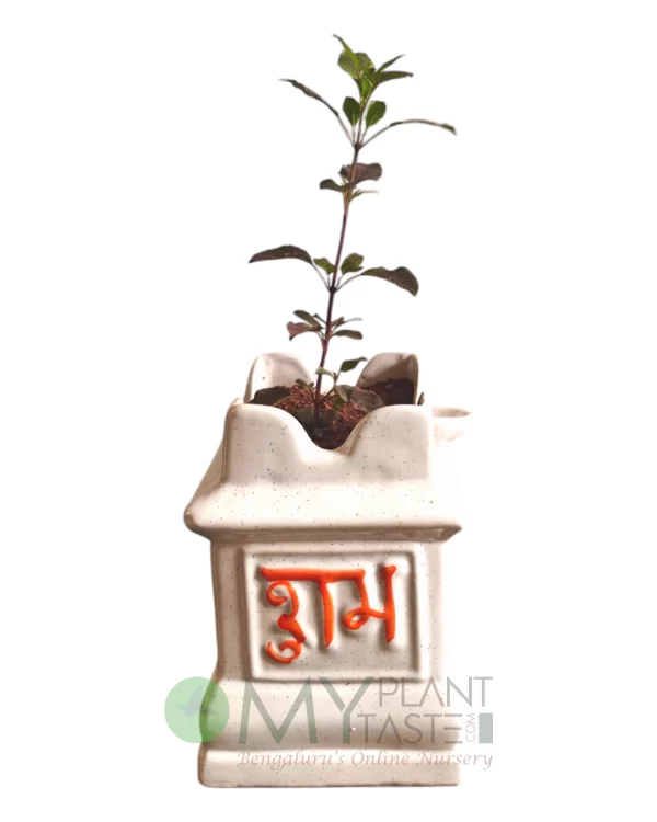 Krishna Tulsi in Traditional Temple Style Maadam ceramic pot-Bangalore Delivery
