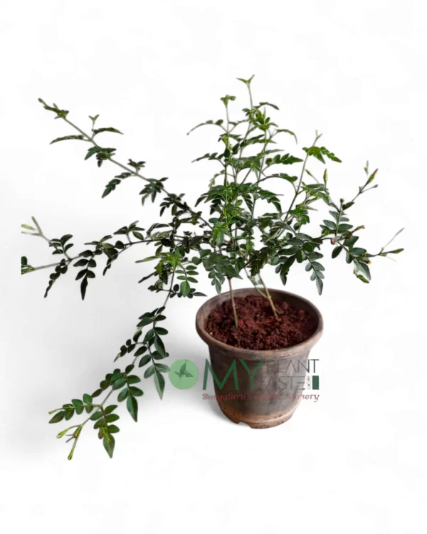 Pink Jasmine- Jaji Malligae-8"pot-Bangalore Delivery
