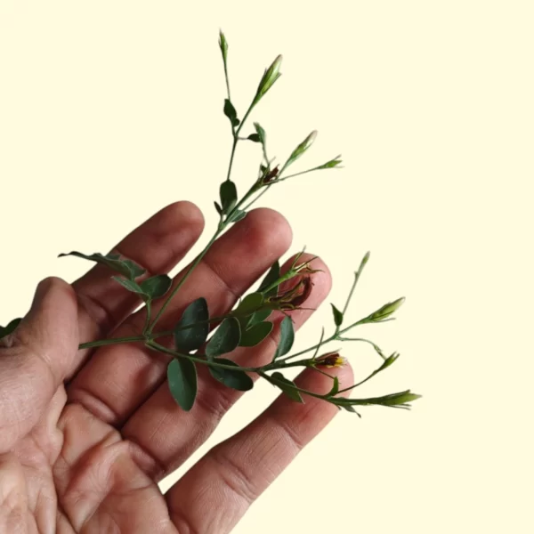 Pink Jasmine- Jaji Malligae-8"pot-Bangalore Delivery - Image 3