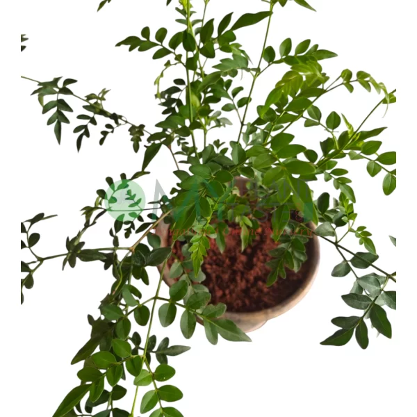Pink Jasmine- Jaji Malligae-8"pot-Bangalore Delivery - Image 4