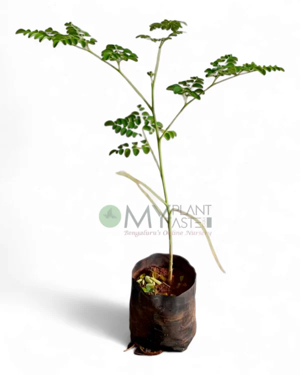 Moringa-Drumstick Live Plant Saplings-Bangalore Delivery - Image 2