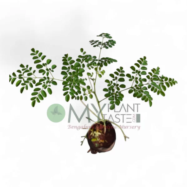 Moringa-Drumstick Live Plant Saplings-Bangalore Delivery