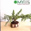 6 Year Old Jade Bonsai in Mat Finish ceramic pot-Bangalore Delivery - Image 2