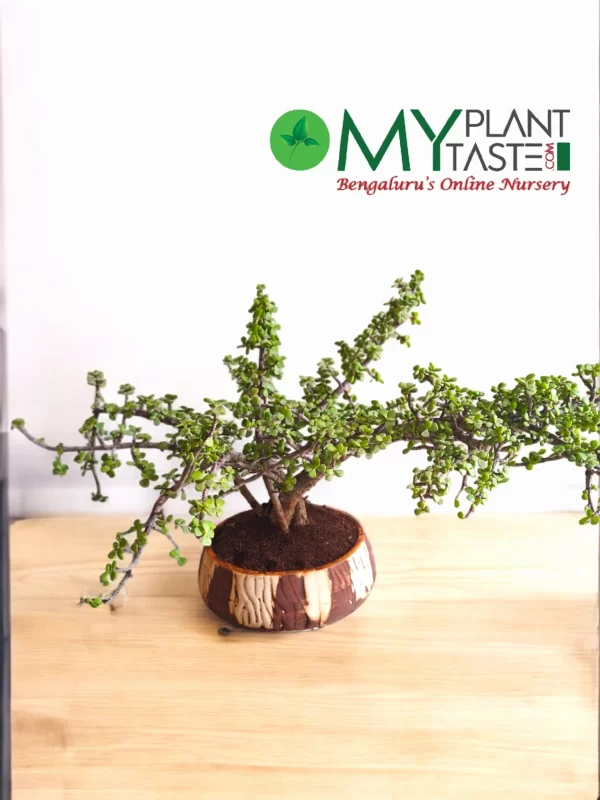 6 Year Old Jade Bonsai in Mat Finish ceramic pot-Bangalore Delivery - Image 2
