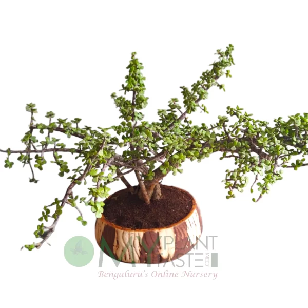 6 Year Old Jade Bonsai in Mat Finish ceramic pot-Bangalore Delivery