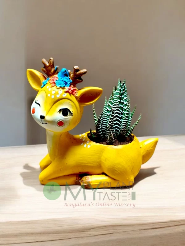 Howarthia Zebra succulent in Cute Deer planter