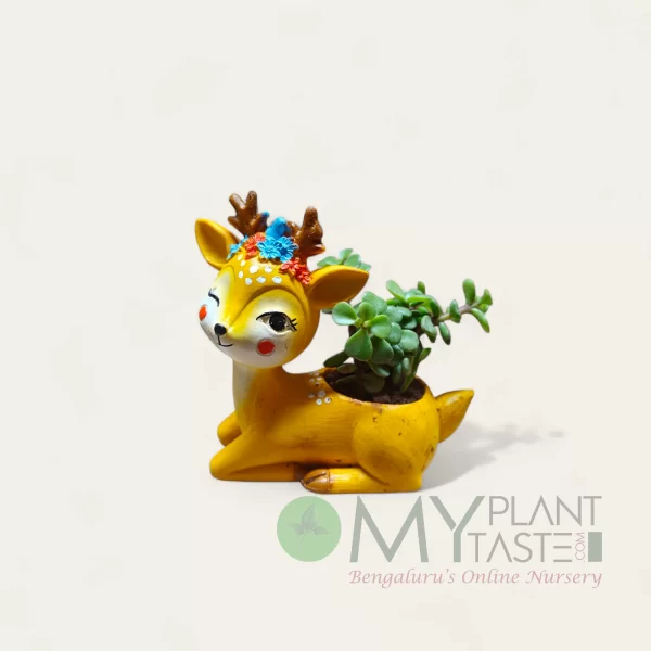 Jade succulent in Cute Deer planter