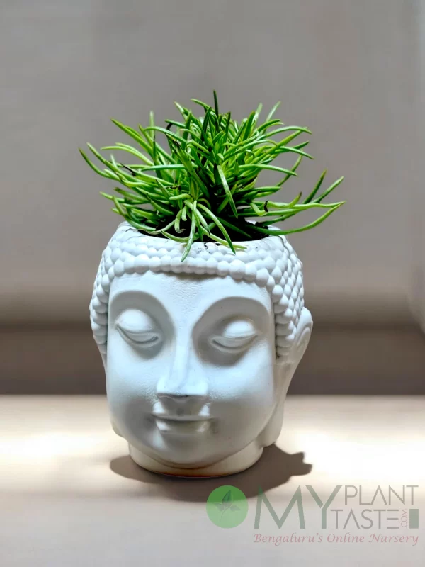 Bush Senecio Succulent in peaceful Buddha planter