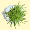 Bush Senecio Succulent in peaceful Buddha planter