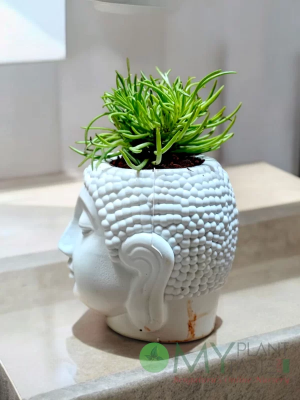 Bush Senecio Succulent in peaceful Buddha planter