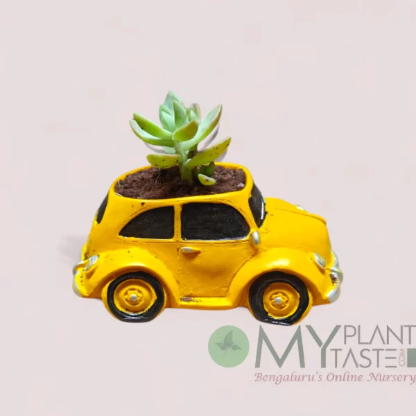 Sedum adolphi / Golden Sedum in yellow vintage car planter