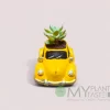 Sedum adolphi / Golden Sedum in yellow vintage car planter