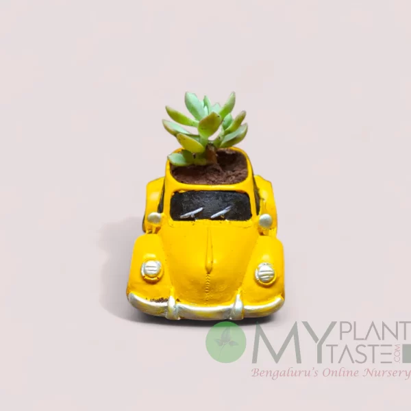 Sedum adolphi / Golden Sedum in yellow vintage car planter